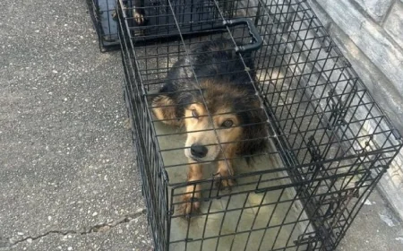 Dogs covered in urine, feces abandoned outside of Colonial Heights shelter