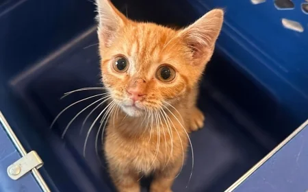 Kitten thrown from truck in Sussex, authorities searching for driver