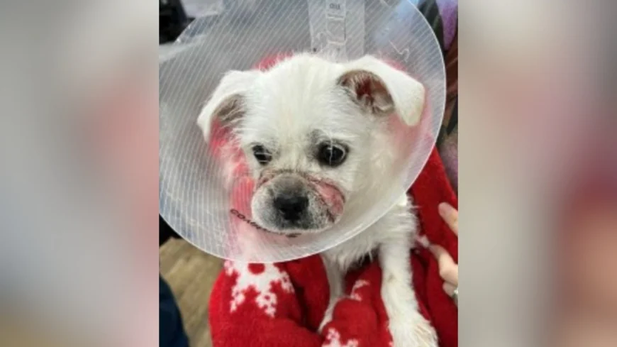 White terrier found wandering leads to animal cruelty investigation in Caroline