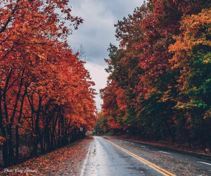 Fall Foliage in Williamsburg, Virginia – when is the best time to visit for Fall of 2025?