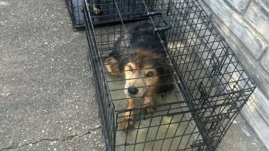 Dogs covered in urine, feces abandoned outside of Colonial Heights shelter
