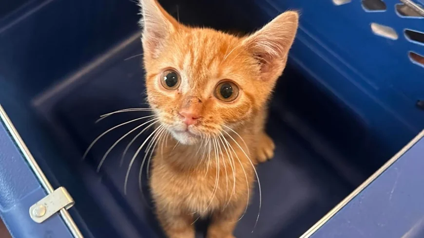 Kitten thrown from truck in Sussex, authorities searching for driver