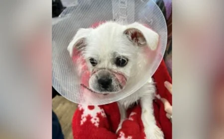 Caroline mother, daughter charged after emaciated dog found with hair bands on muzzle