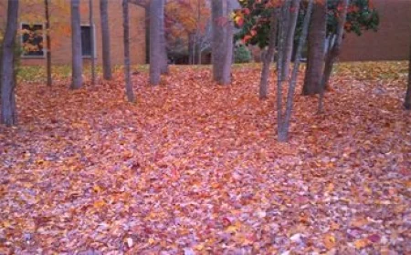 JCC Leaf Collection dates for both self-haul and curbside at no charge