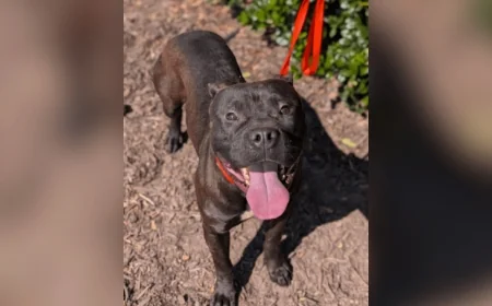 Chesterfield County Animal Services reduces dog adoption fees through Saturday