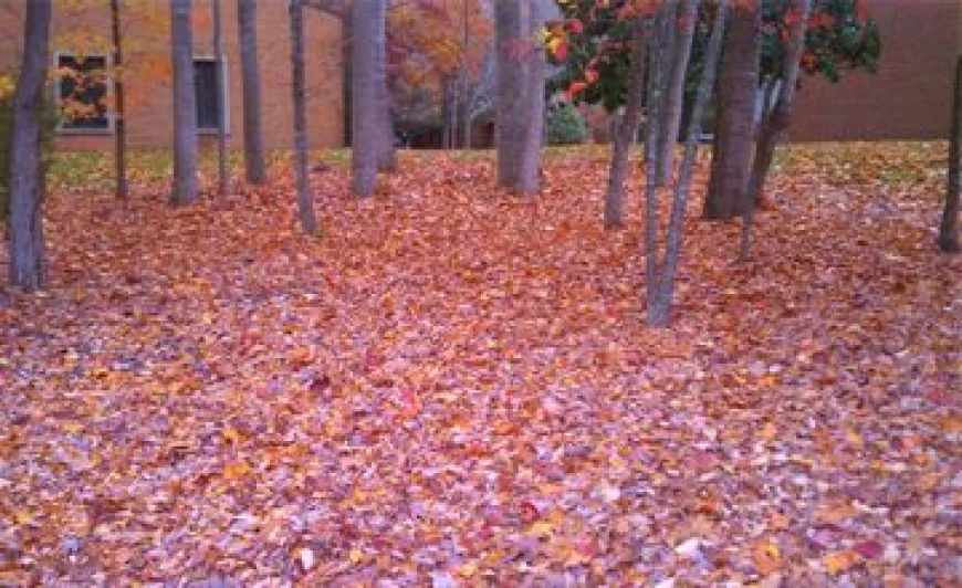 JCC Leaf Collection dates for both self-haul and curbside at no charge