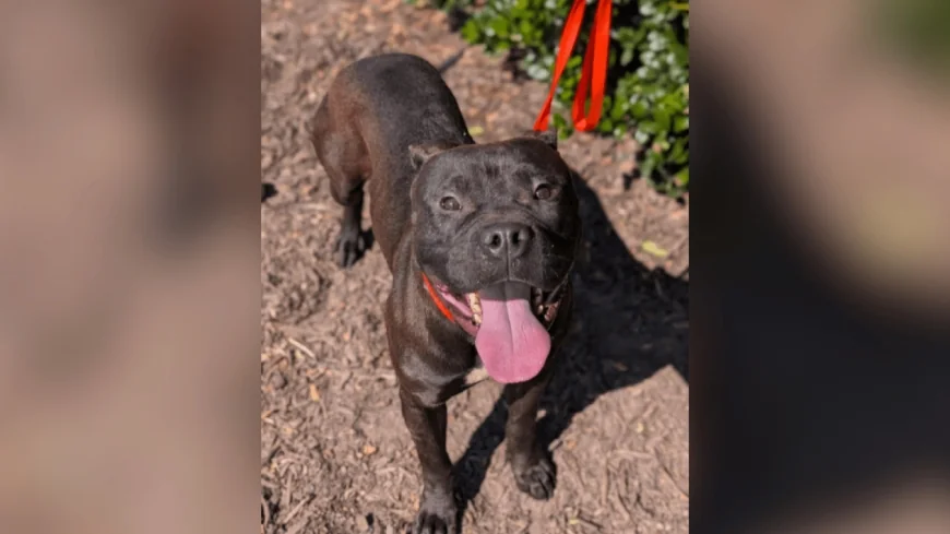 Chesterfield County Animal Services reduces dog adoption fees through Saturday