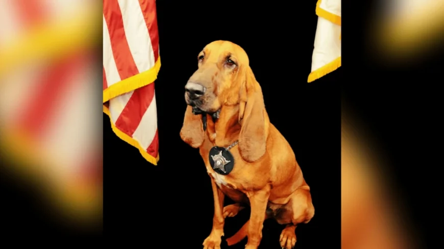 Retired K-9 with Hanover Sheriff Office dies after battle with cancer