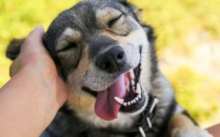 What Thanksgiving foods can you give your dog?