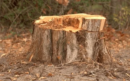 Henrico’s Christmas tree destroyed by chainsaw vandal just weeks before tree lighting