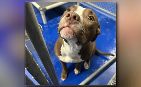 Witness says dog dumped at New Kent gas station, authorities investigating claim