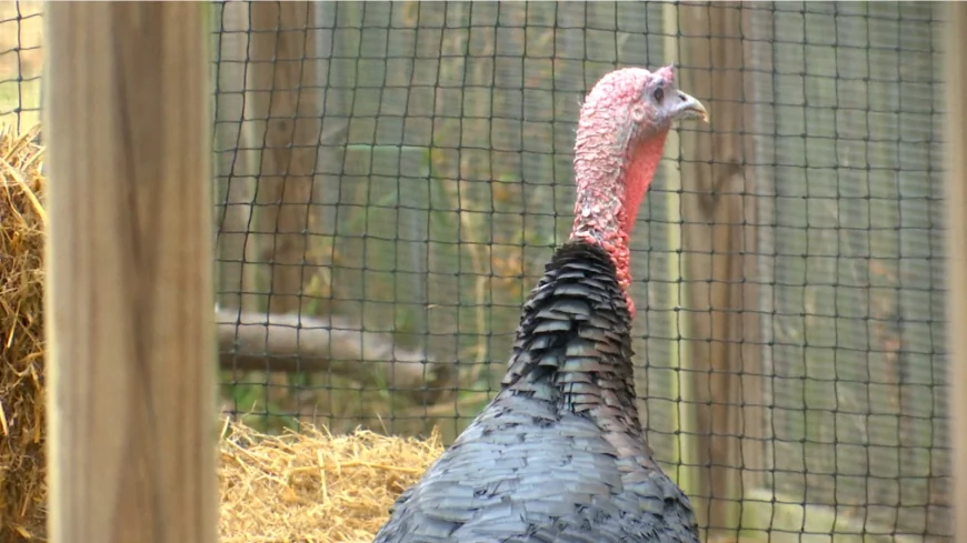 Henrico County pardons first-ever turkey ahead of Thanksgiving