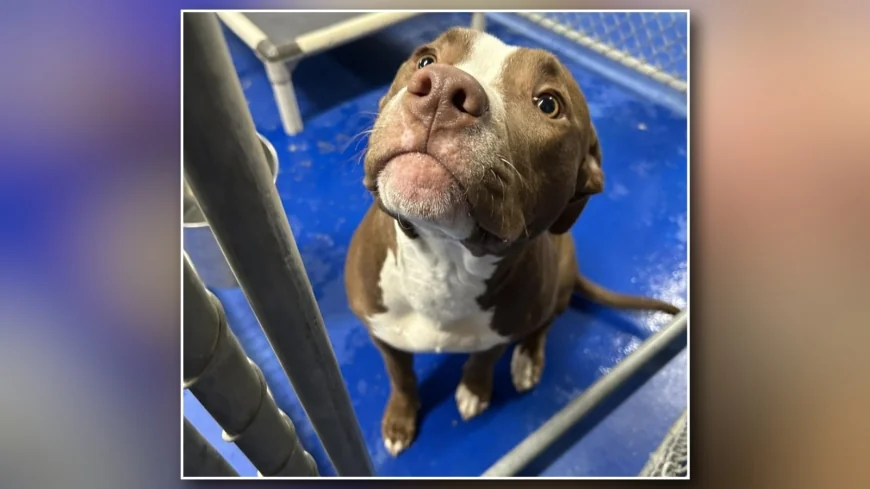 Witness says dog dumped at New Kent gas station, authorities investigating claim