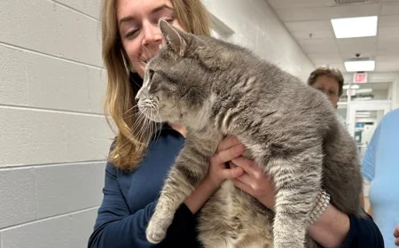 Mischief, the nearly 20-pound cat up for adoption in Goochland