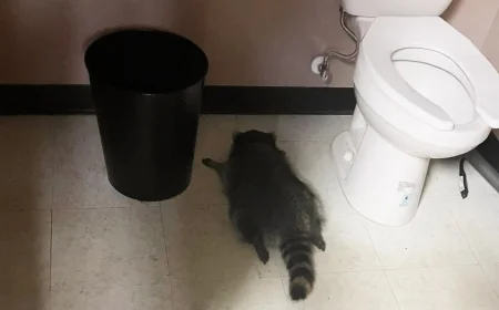 ‘Passed out drunk’: Raccoon breaks into, ransacks Hanover ABC store