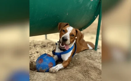 Adoption fees reduced throughout December at King William Regional Animal Shelter