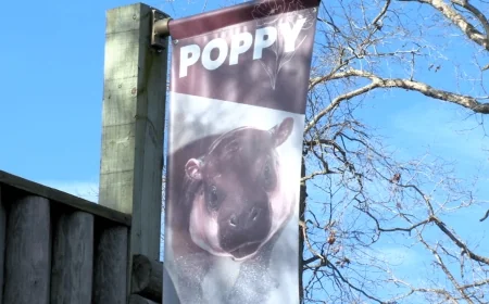 PHOTOS: Poppy the pygmy hippo’s first birthday party