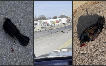 Virginia DWR says mass Tappahannock bird deaths are still a mystery