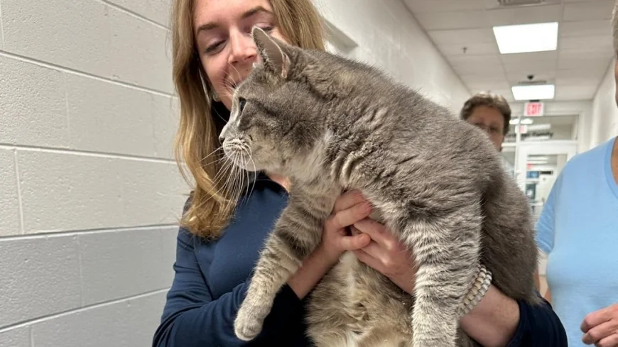 Mischief, the nearly 20-pound cat up for adoption in Goochland