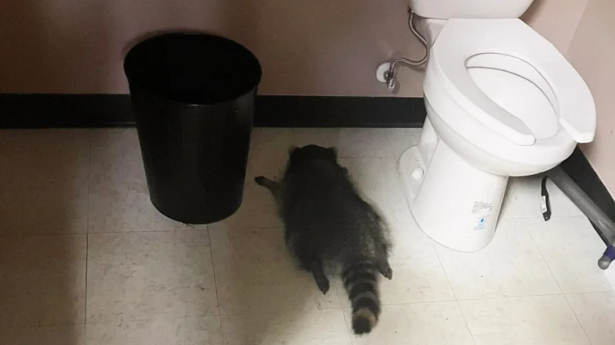Downtown Ashland launches ‘The Great Raccoon Hunt’ after viral internet sensation
