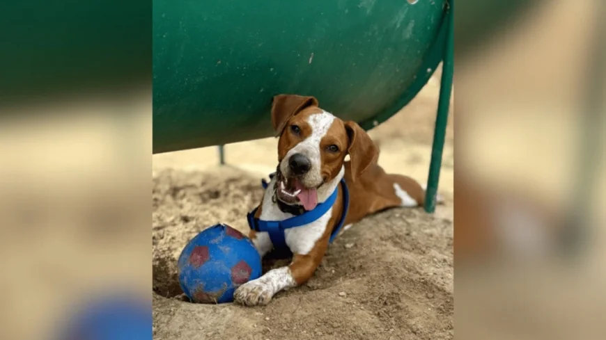 Adoption fees reduced throughout December at King William Regional Animal Shelter