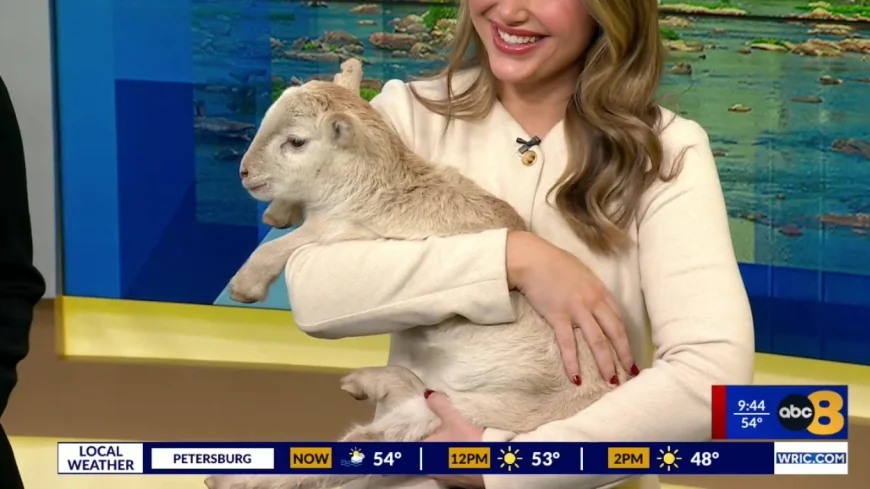 Metro Richmond Zoo hosts annual free Christmas Nativity pageant