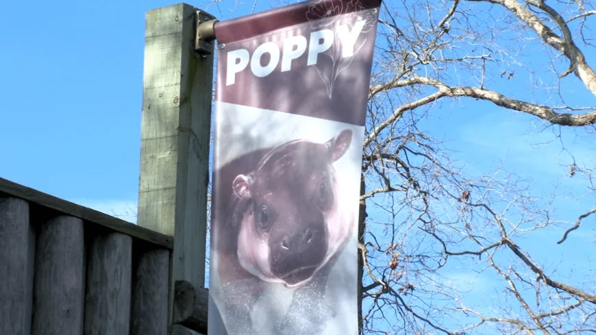 PHOTOS: Poppy the pygmy hippo’s first birthday party
