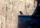 Pocahontas State Park features birdwatching, geocaching for National Hobby Month