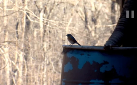 Pocahontas State Park features birdwatching, geocaching for National Hobby Month