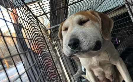 Pregnant dog fighting for life after wire ‘intentionally placed’ around throat in New Kent