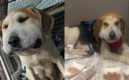 Severely injured pregnant dog caught in cable snare in New Kent doing ‘exceptionally better’