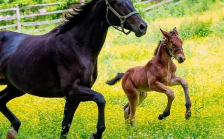 Stables Behind-The-Scenes animal tour at Colonial Williamsburg