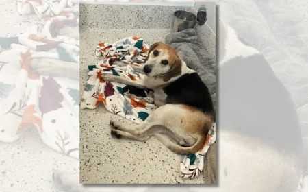 Pregnant New Kent County dog ‘Maude’ found caught in coyote trap delivers first puppy