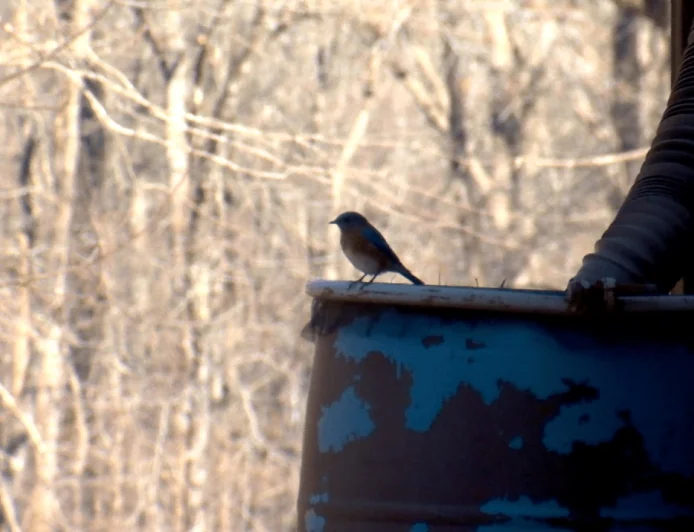 Pocahontas State Park features birdwatching, geocaching for National Hobby Month
