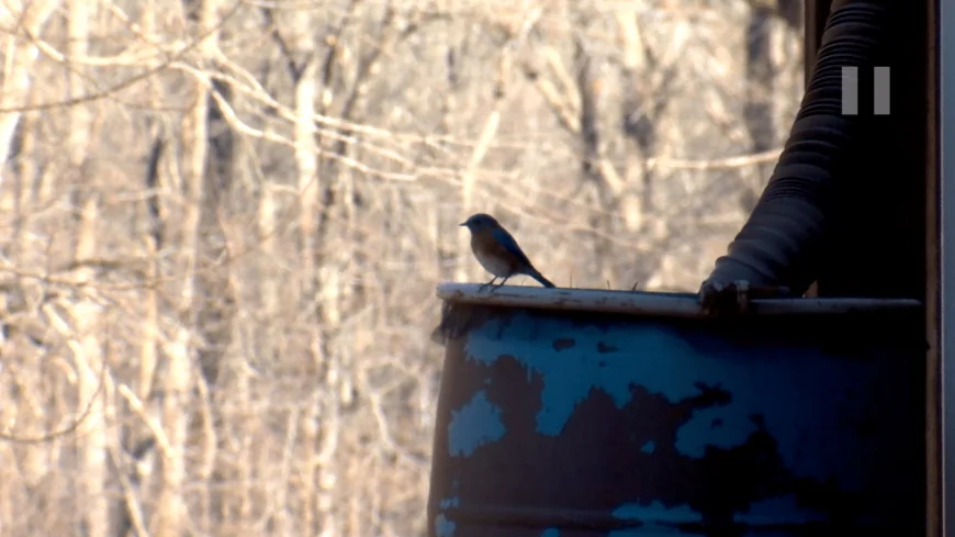 Pocahontas State Park features birdwatching, geocaching for National Hobby Month