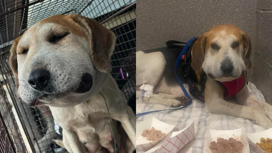 Pregnant dog caught in coyote snare still fighting, New Kent officials want answers