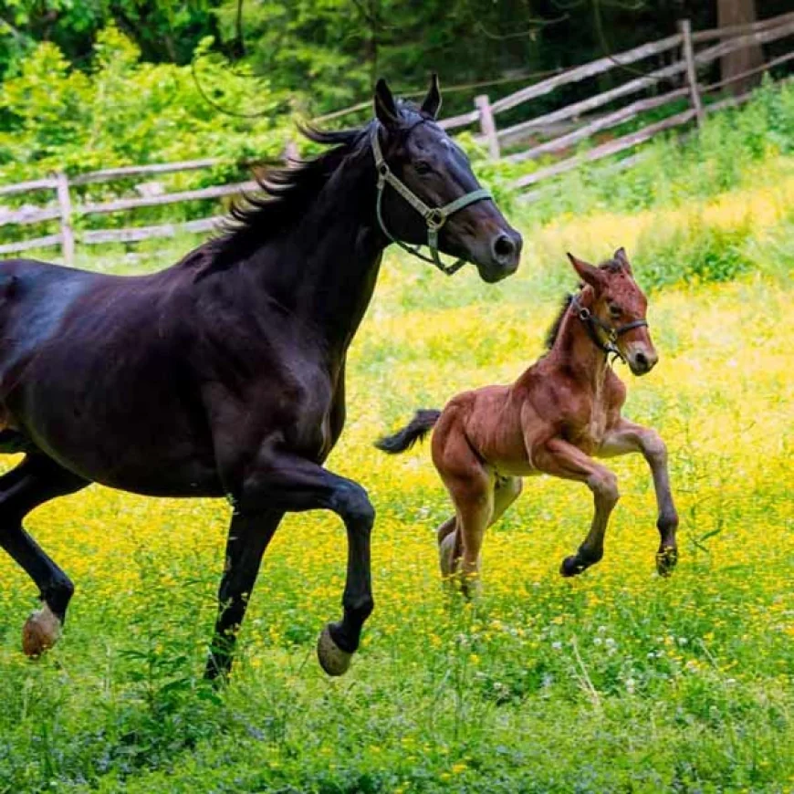 Stables Behind-The-Scenes animal tour at Colonial Williamsburg