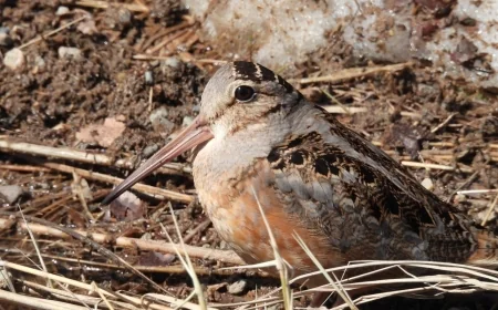 Powhatan State Park to host ‘Woodcock Watch’ event on Valentine’s Day
