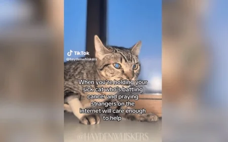 ‘Evil that lives amongst us’: Chesterfield man accused of torturing cats for donations