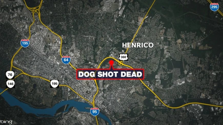 Dog found shot dead between Richmond buildings