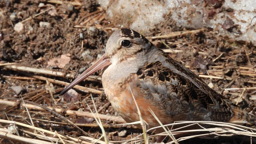 Powhatan State Park to host ‘Woodcock Watch’ event on Valentine’s Day