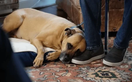 ‘She’s like no other’: Ashland dog recognized for life-saving rescue