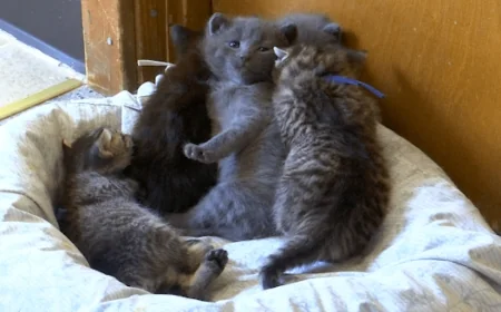 Kitten season in Hopewell: How local humane society is preventing rabies cases