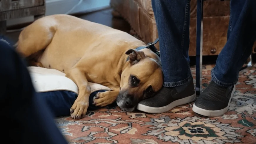 ‘She’s like no other’: Ashland dog recognized for life-saving rescue