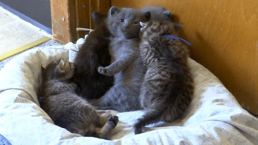 Kitten season in Hopewell: How local humane society is preventing rabies cases