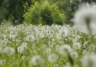 Extreme pollen levels bring challenging allergy season to Richmond