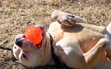 Find your fur-ever friend at Henrico’s ‘Fixin’ To Go Home’ adoption event