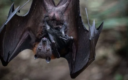 ‘Bat Bonanza’: Here’s when to watch and learn about bats for free
