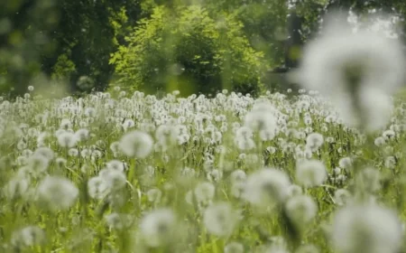 Extreme pollen levels bring challenging allergy season to Richmond