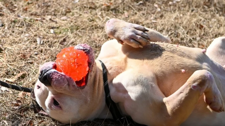 Find your fur-ever friend at Henrico’s ‘Fixin’ To Go Home’ adoption event